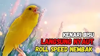 Kenari Gacor Panjang, Pancingan Kenari Paud Belajar Bunyi, Terapi Ampuh Kenari Macet