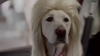 Adorable Dog Commercials by Subaru #pets #subaru #subaruforesterbrasil