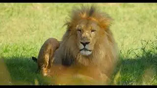 Incredible Lion Facts || Lion Behavior and Lifestyle || Lion Diet and Prey
