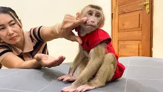 So funny! Monkey YuYu still Angry and Sulking Mom!