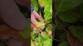 If You Have a Laurel Hedge and the Leaves Are Brown &mdash; Watch This!