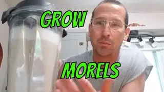 Morel Milkshake (Slurry)  How to Grow Morel Mushrooms at Home!