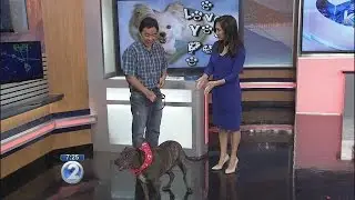 Love Your Pet: How to fight fleas