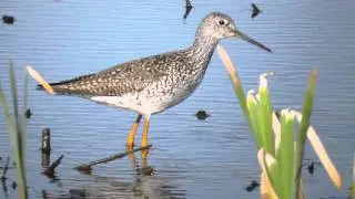 Lesser Yellowlegs at Frohring Meadows