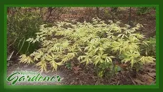 Japanese Maples-A Foliage Fixation | Volunteer Gardener