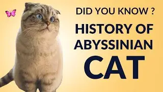 Abyssinian Cat | Cat Funny Cats 😅 | New Funny Cats Videos 😸