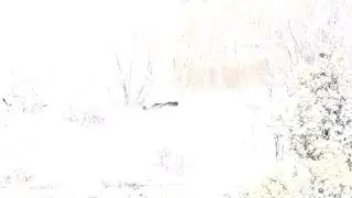 Super rare footage - melanistic bobcat