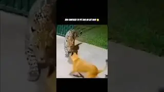 Cat scared Panther😱 #shorts #shortsyoutube #viral #dog #cat