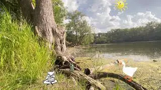 Relaxing Ambience Backdrop Visuals 2 | Silly Looping Nature Screen for TV | BackgroundVisualsClub