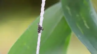 Parasitoid Wasp and Hemipteran Eggs