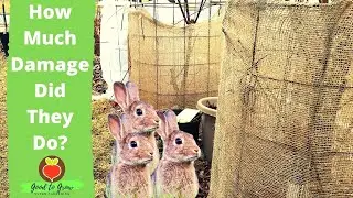 We Saved Our Fruit Forest From the RABBITS! | Rabbit Tree Guard Guten Yardening Zone 5 Gardening