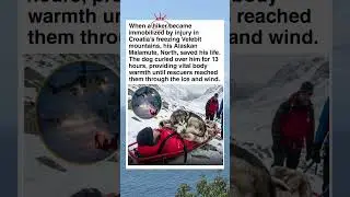 13 Hours in the Ice: The Dog That Refused to Leave His Owner #shorts #facts #dog #rescue #ytshorts
