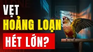 Vẹt H&eacute;t Lớn Khi Bạn Ra Khỏi Ph&ograve;ng? Đ&oacute; Kh&ocirc;ng Phải Tạm Biệt, L&agrave; HOẢNG LOẠN!