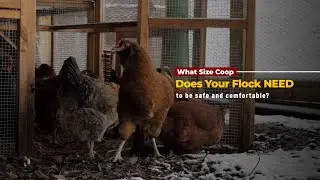 What Size Coop Do Your Chickens Need?