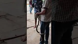 #indian#red#snake #dhamin #rescue 🐍 subscribe my YouTube channel all bhai 8904827975