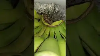 Unripe BANANA or Green Banana