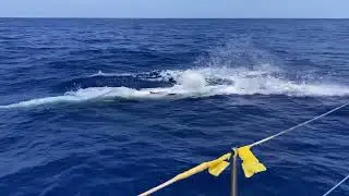 Navigation avec un rorqual