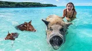 SCHWIMMENDE SCHWEINE - BAHAMAS | VLOG #15