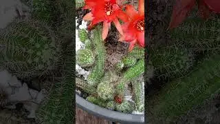 Cacto Amendoim (flores)#cactos #cactoflorido  #cactusflower  #cole&ccedil;&atilde;o  #ex&oacute;ticas  #shorts