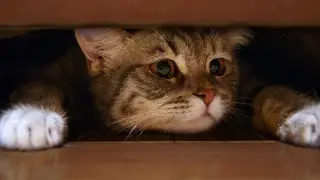 After the Death of His Owner, the Cat was Thrown Out into the Street   and Then Something Amazing Ha