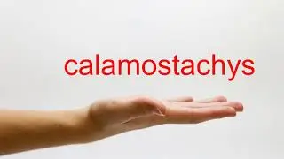 How to Pronounce calamostachys - American English