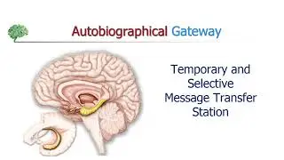Healthy Hippocampus Exercise