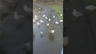 Feeding ducks at the park