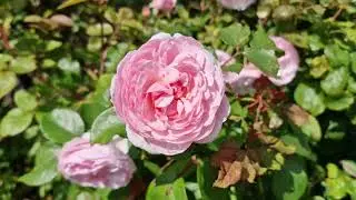 Milton Lodge Gardens, near Wells, Somerset, Southern England - August 2023