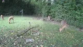 Roe deer on the lawn#nature #buckbeak #wildlife #deer 
