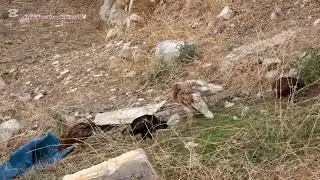 بێتواتە