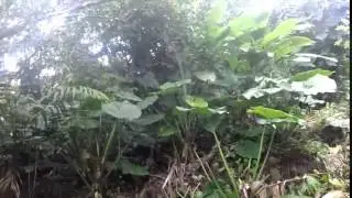 Hiking Mt. Scenery, Saba