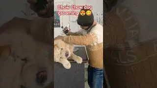 Chow Chow grooming 😍😋 l chow chow hair cutting ✂️🤤 l dog bathing 🧼🚿#pets #petclinic #chowchow