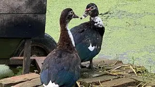 This is What Ducks Do Before Mating and Courtship!