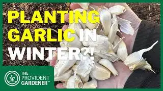 Can You Plant Garlic in Winter? What to Expect If You Miss Fall Planting