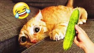 𝐘𝐨𝐮 𝐋𝐚𝐮𝐠𝐡 𝐘𝐨𝐮 𝐋𝐨𝐬𝐞 😻🤪😂𝐅𝐮𝐧𝐧𝐢𝐞𝐬𝐭 𝐃𝐨𝐠𝐬 𝐚𝐧𝐝 𝐂𝐚𝐭𝐬 𝟐𝟎𝟐6😸