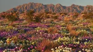 Desert Flowers [Poem]