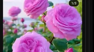 दिव्यशक्ति भजन संगीत  is live