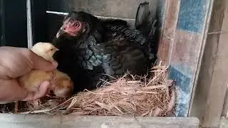 vejam meus amigos nasceram pintinhos filhos da galinha 🐔 Brahma 