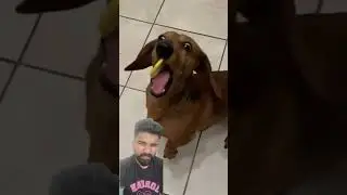 Don't miss the last reaction of the dog 🐕😵&zwj;💫🤯🐕#dog #reaction #smile #doggys #dogfans