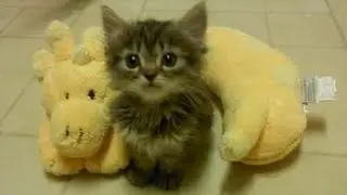 𝐿𝑜𝓈𝓉 𝒫𝑒𝓉 𝑅𝑒𝓉𝓊𝓇𝓃𝓈 🐾 (request)