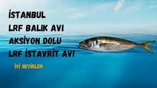 LRF balık AVI İstanbul ve teknikleri lrf ile istavrit avı