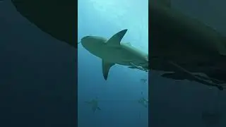 Shark Diving Pacific Harbour Fiji 