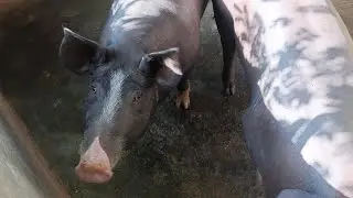 As PORCAS COM TRATAMENTO VIP dia a dia no rancho.