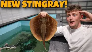 I BOUGHT A RARE STINGRAY!!