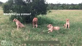 Warthog surprise the lions