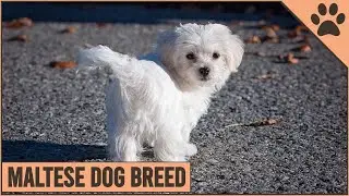 Maltese Dog Breed Information | Dog World