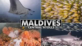 Diving Central Atolls, Maldives [4k]