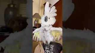 My cockatoo went from a sweet little bird to a scary lion real fast 😂 #cockatoo #parrot #lion #cute