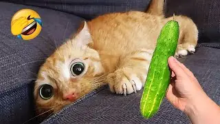 Смешные животные, которые заставят вас смеяться до слёз 😂