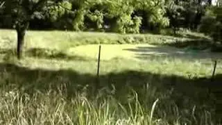 Green Pond Scum